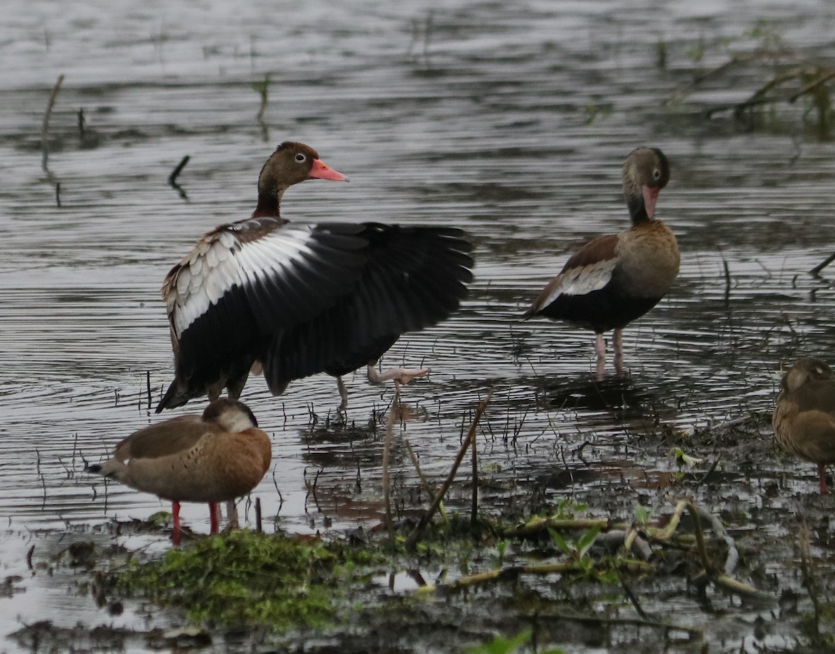 Black-bellied Whistling-Duck - ML638394682