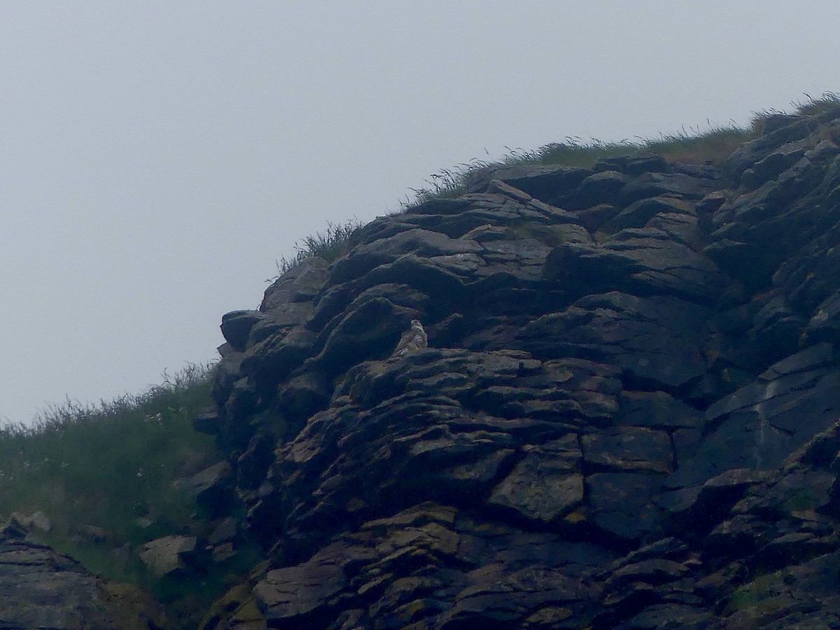 Gyrfalcon - ML638394686