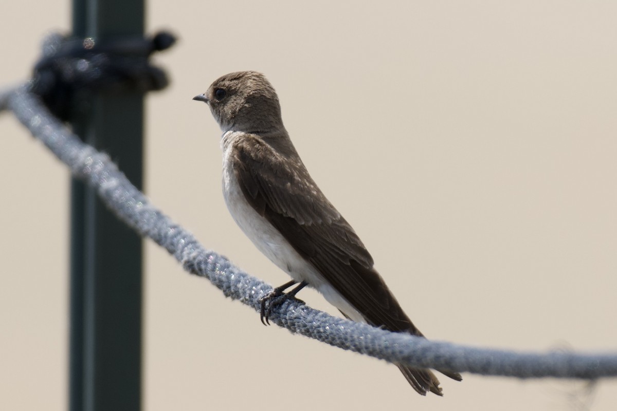 Northern Rough-winged Swallow - ML638394691