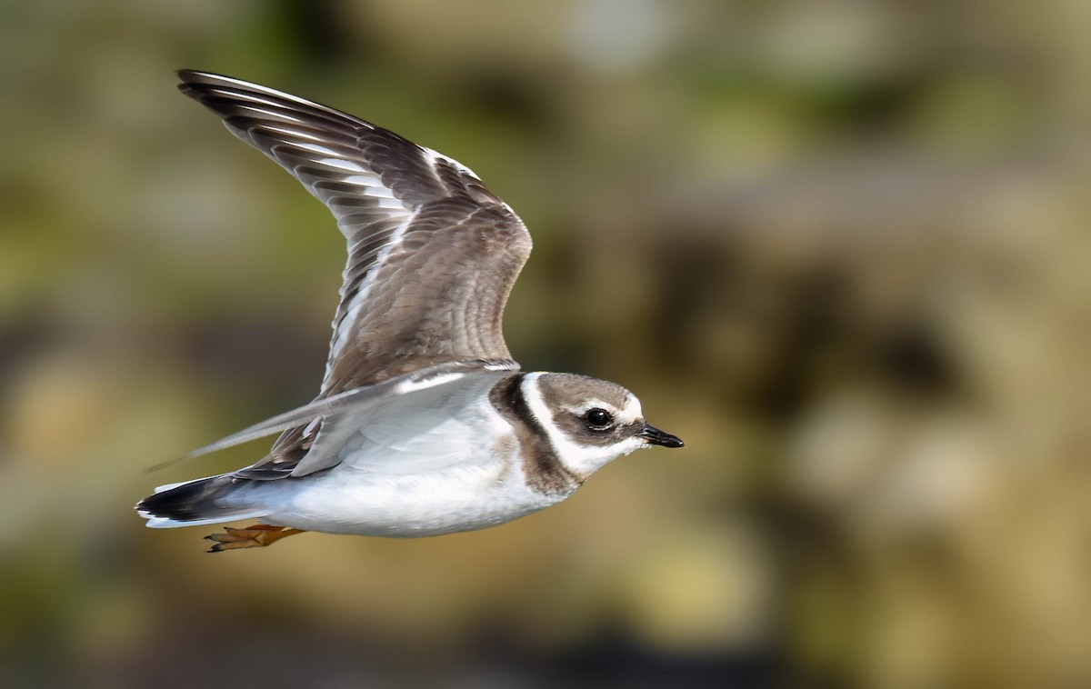 Common Ringed Plover - ML638394692