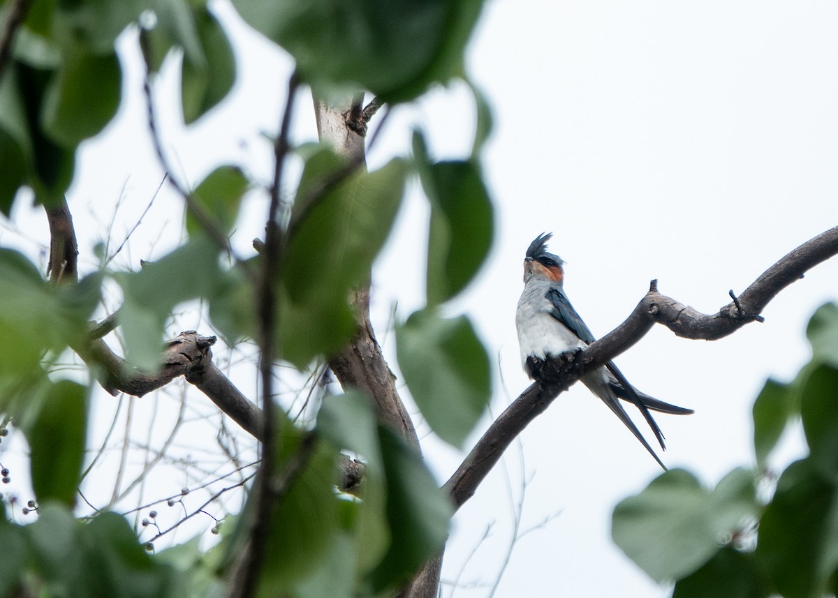 Crested Treeswift - ML638394703