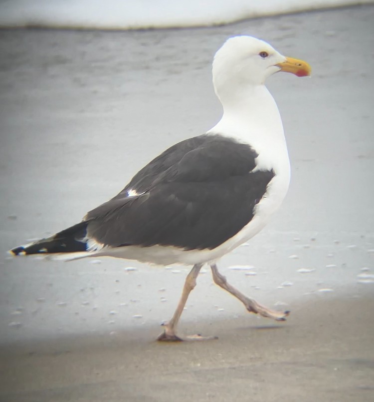 Lesser Black-backed Gull - ML638394727