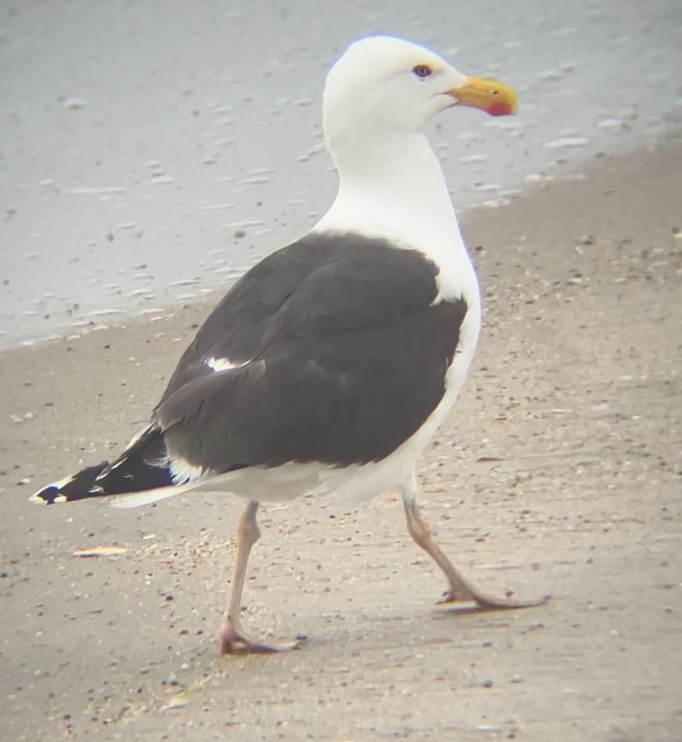Lesser Black-backed Gull - ML638394728