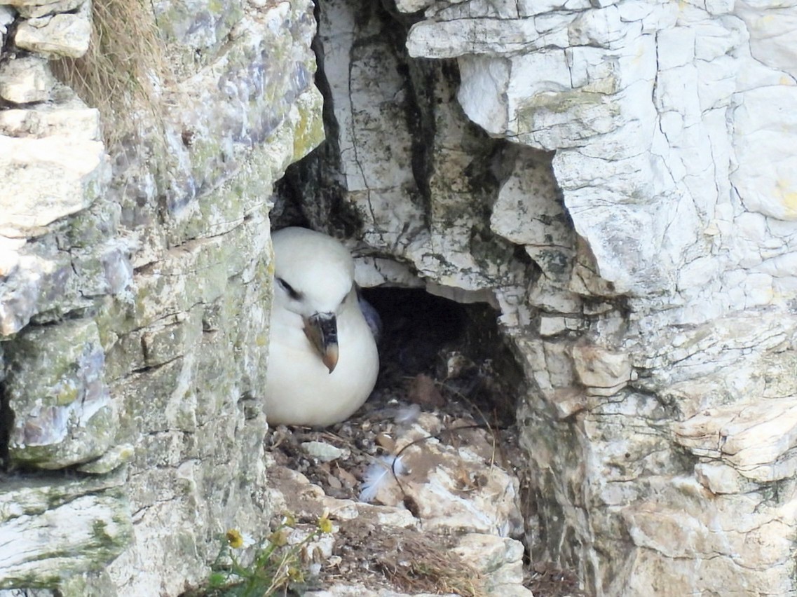 Fulmar Boreal - ML638394736