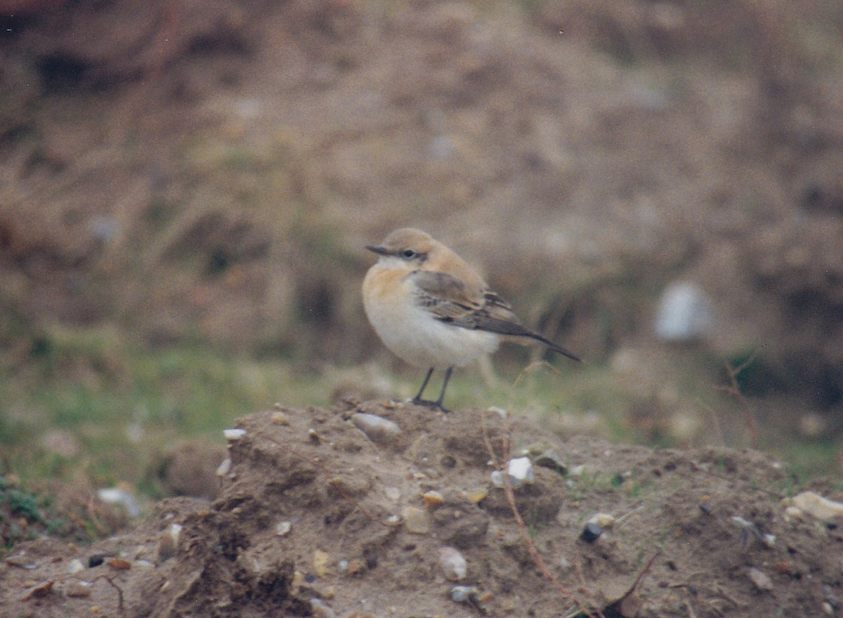 Western Black-eared Wheatear - ML638394763