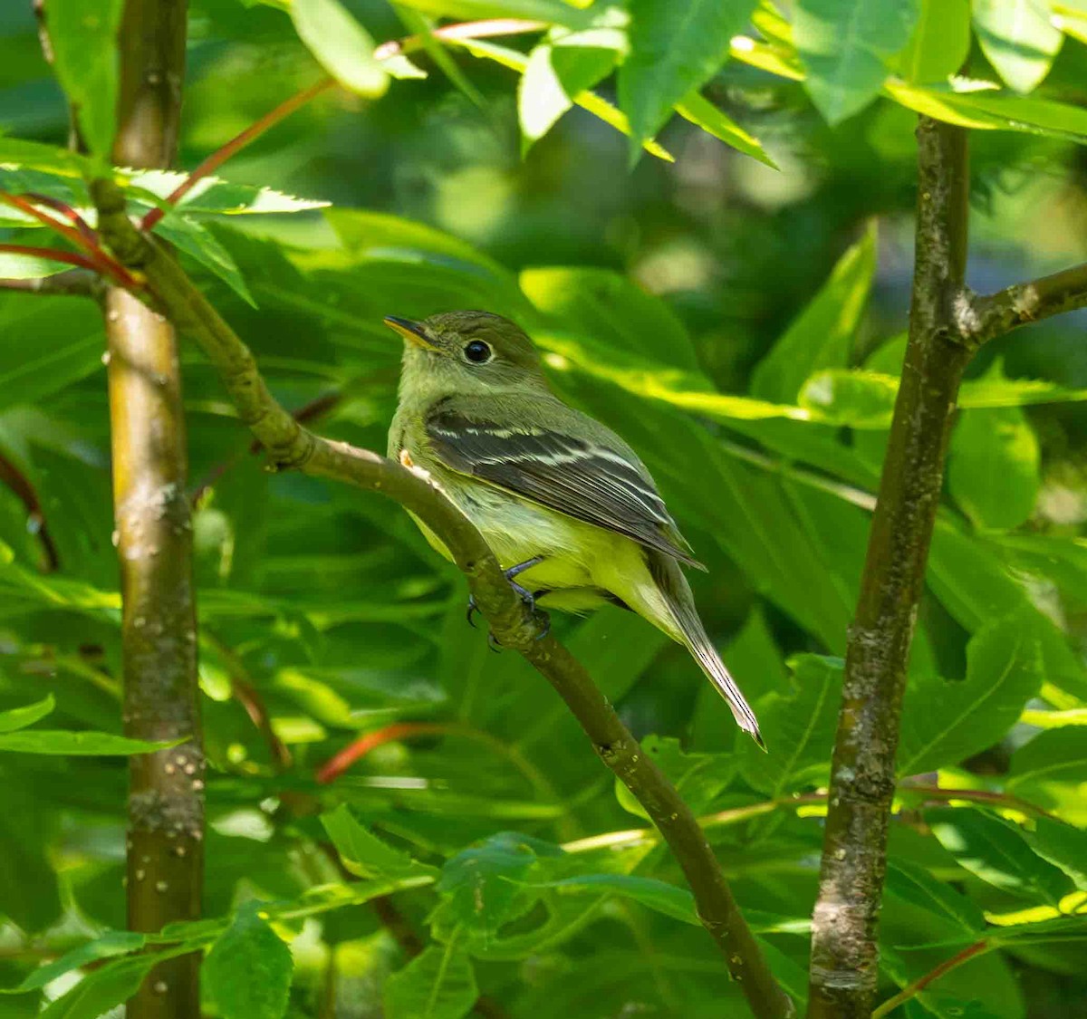 Yellow-bellied Flycatcher - ML638394801