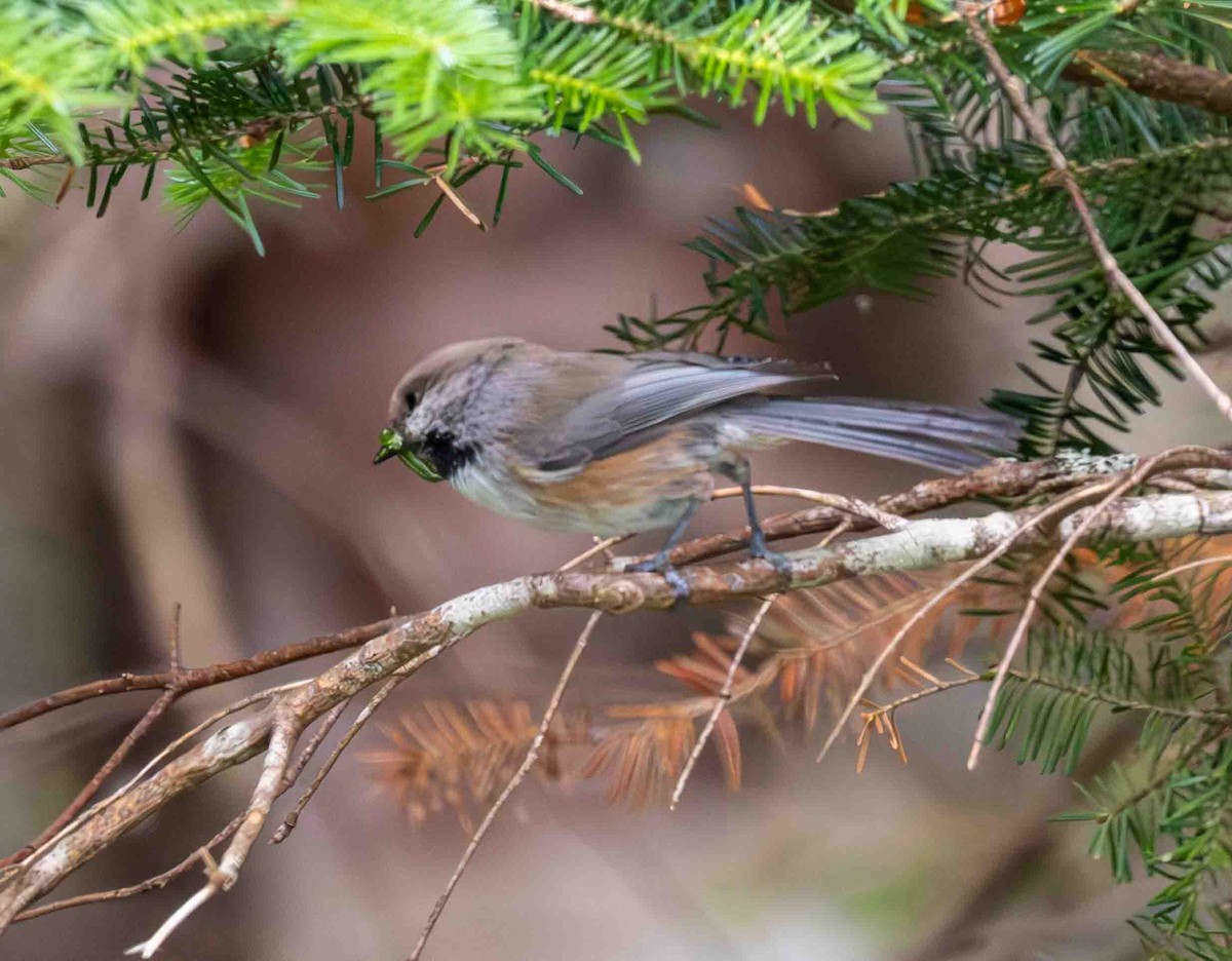 Boreal Chickadee - ML638394806