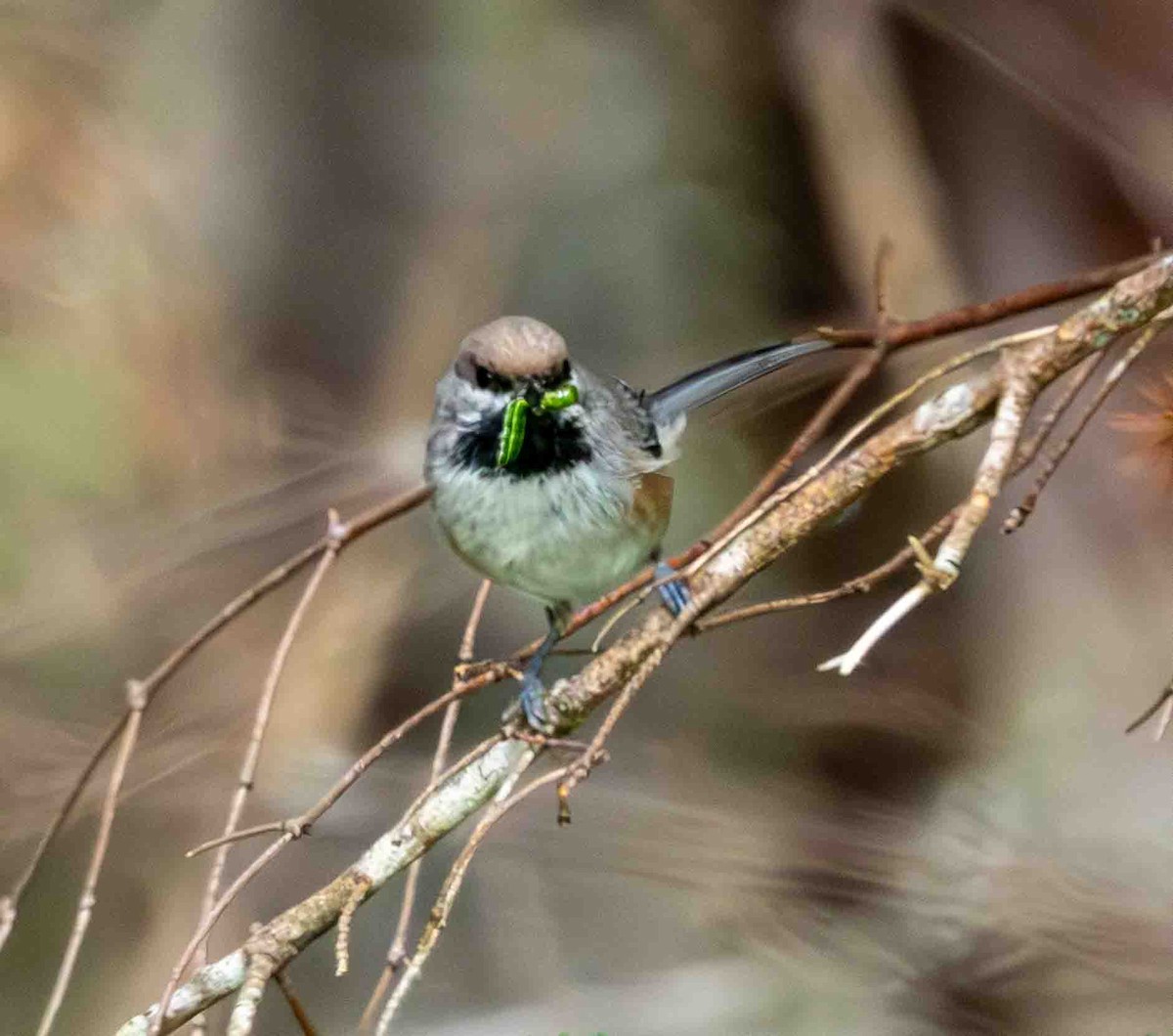 Boreal Chickadee - ML638394807