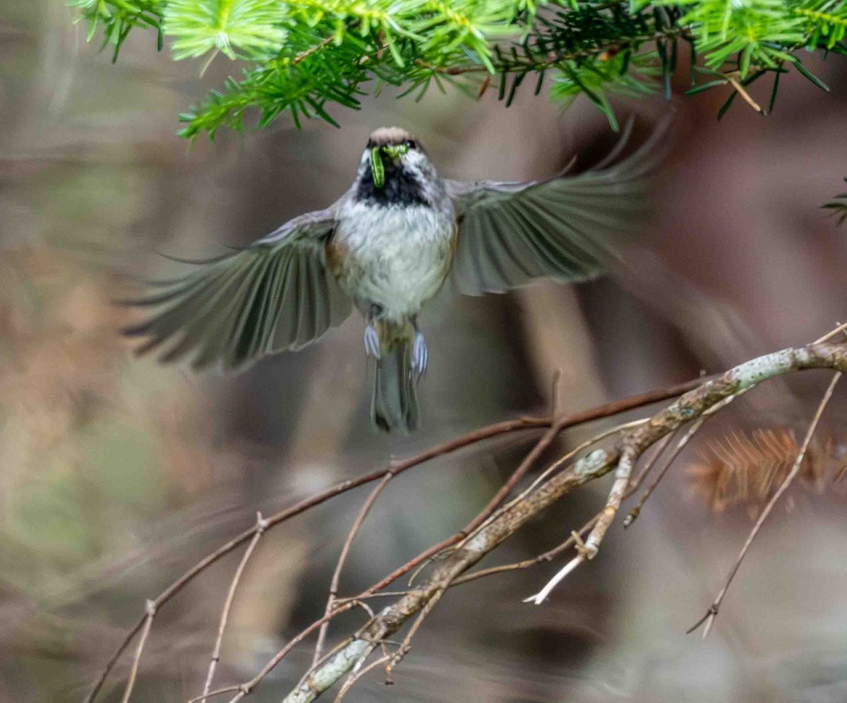 Boreal Chickadee - ML638394808