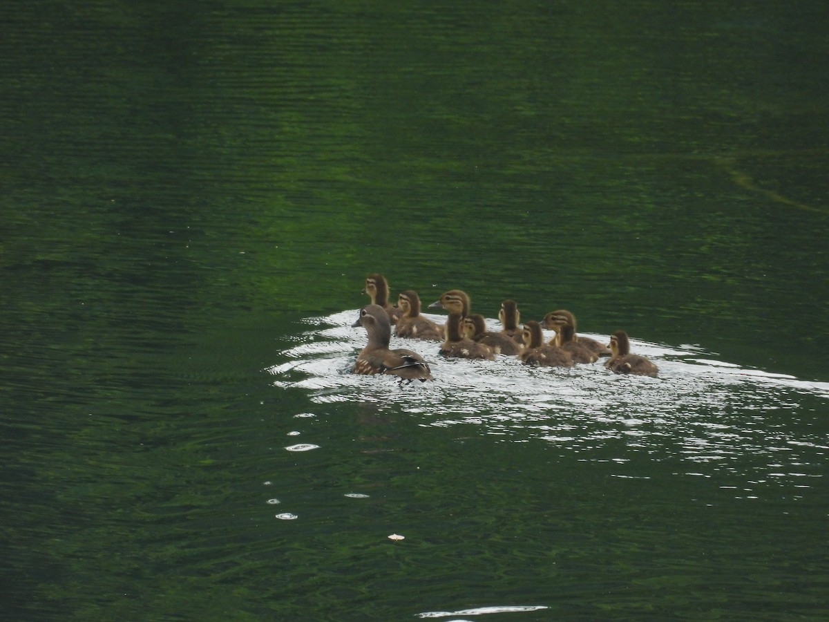 kachnička mandarínská - ML638394809