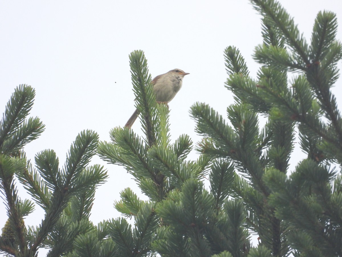 Japanese Bush Warbler - ML638394813