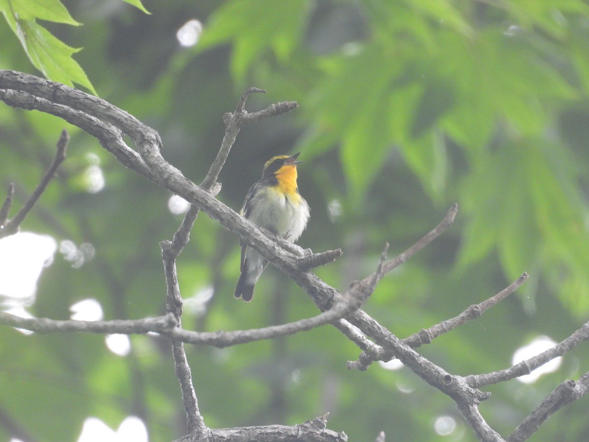 Narcissus Flycatcher - ML638394817
