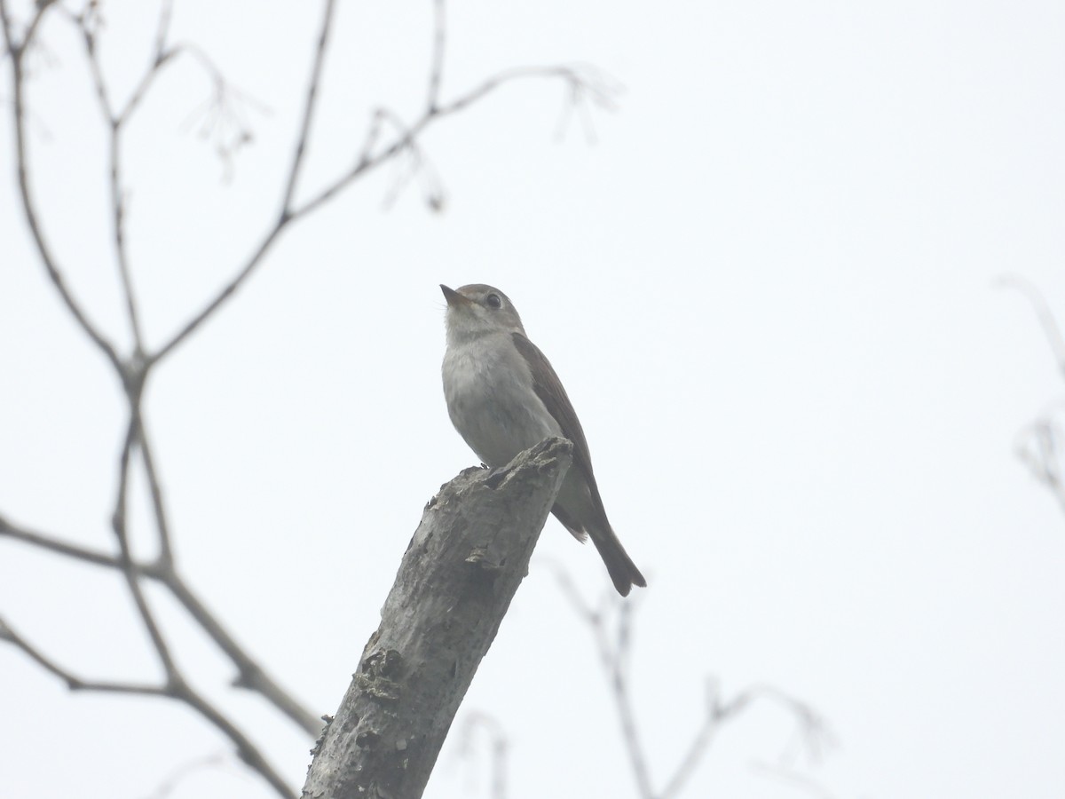 lejsek asijský - ML638394821