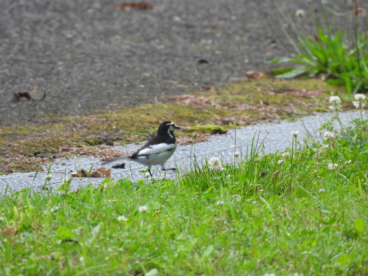 konipas bílý - ML638394824