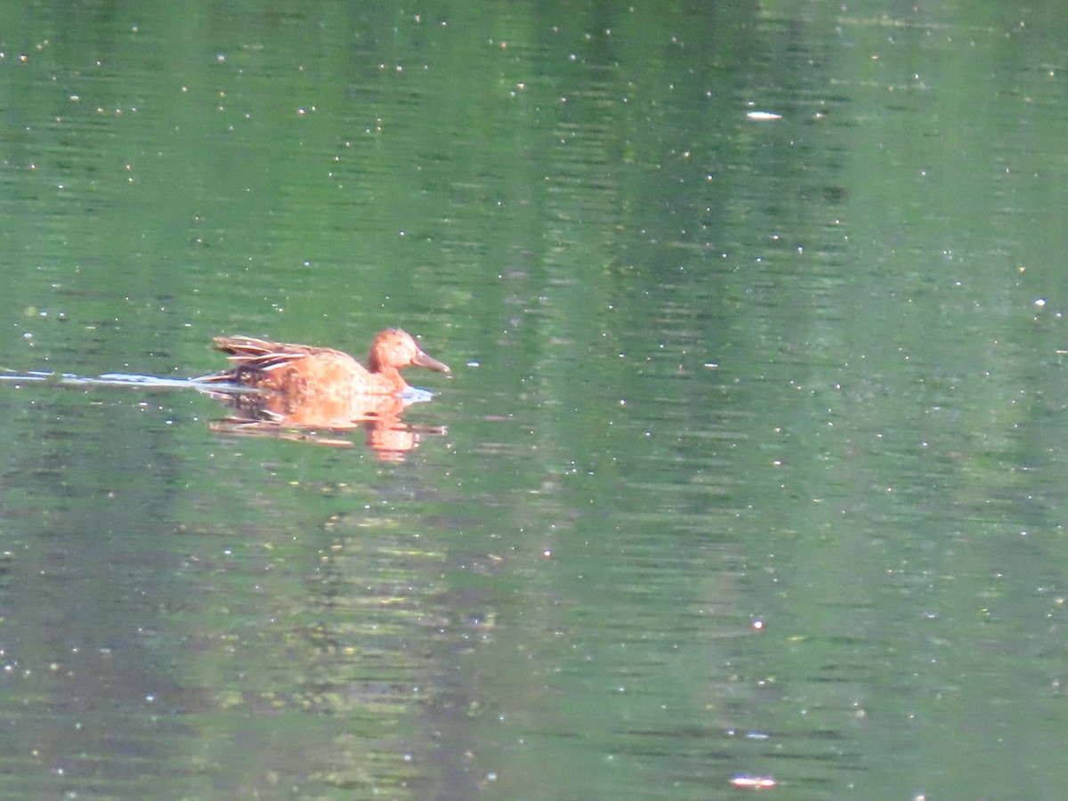 Cinnamon Teal - ML638394829