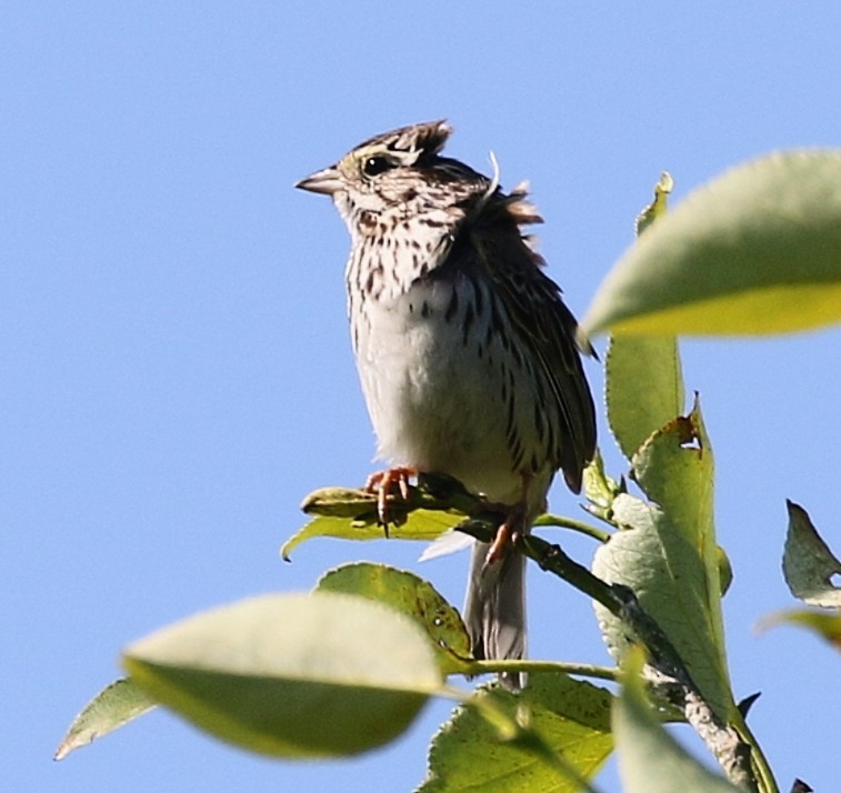 サバンナシトド - ML638394833