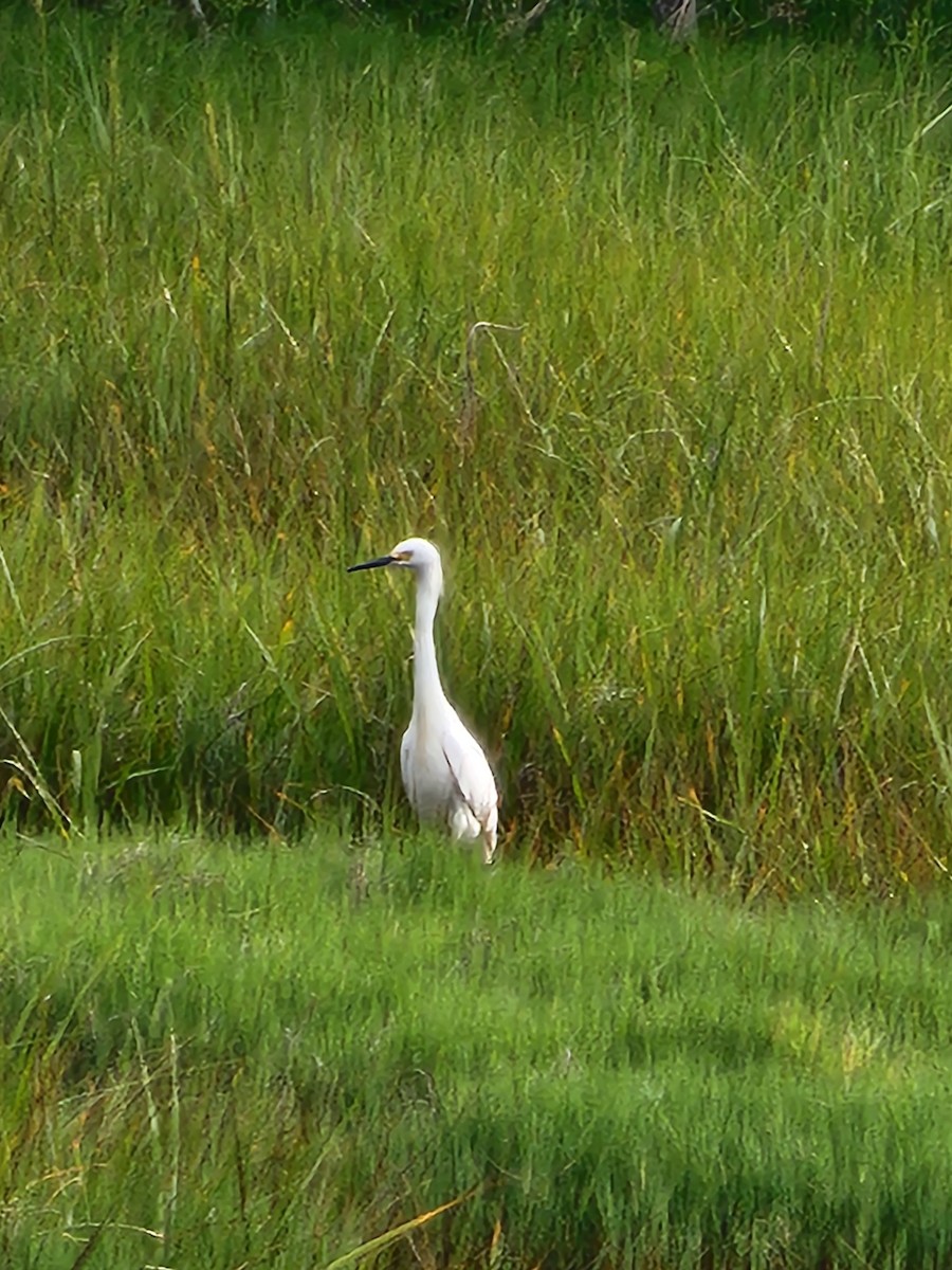Snowy Egret - ML638394836