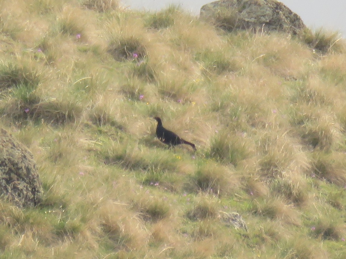 Caucasian Grouse - ML638394844