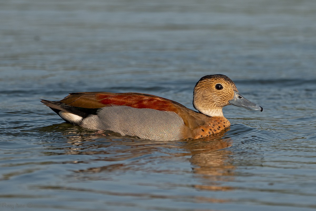 Ringed Teal - ML638394846