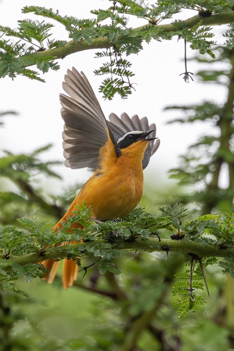 White-browed Robin-Chat - ML638394853