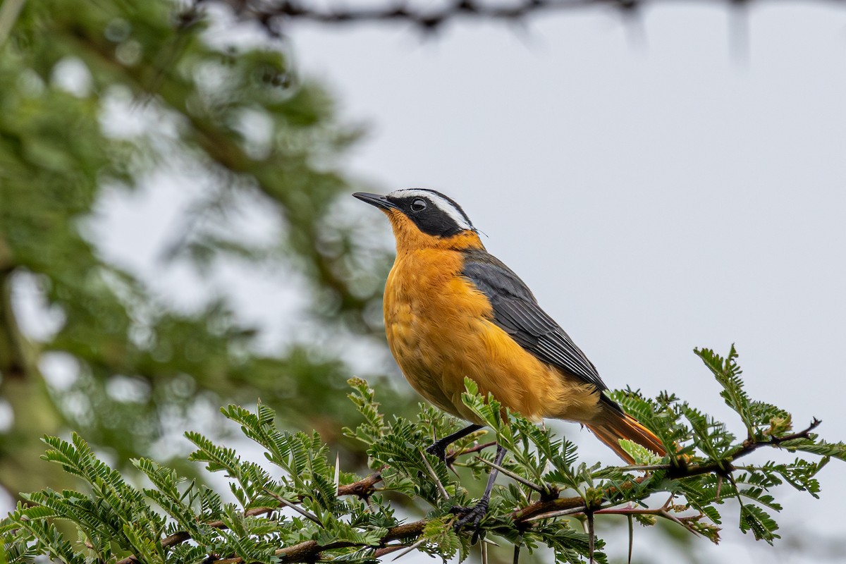 White-browed Robin-Chat - ML638394854