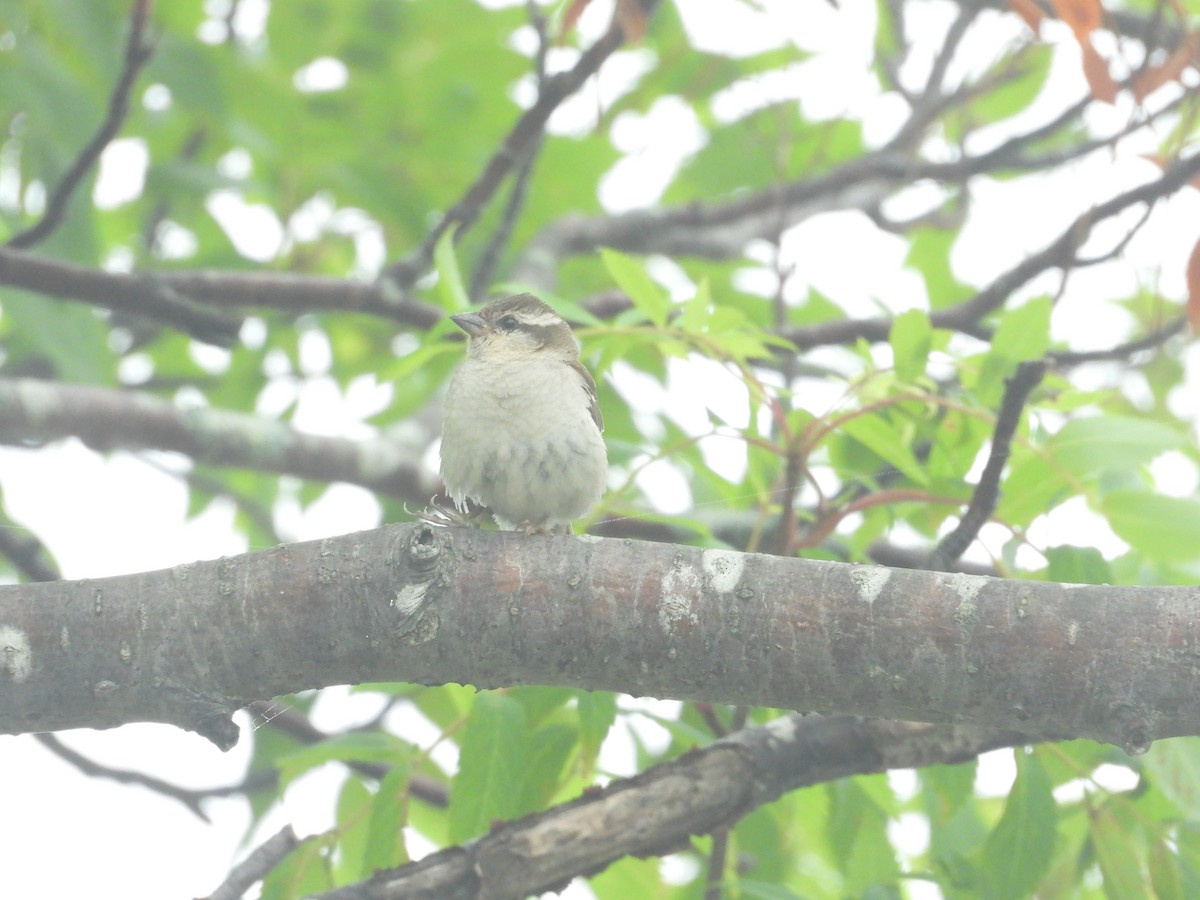 vrabec rezavý - ML638394857