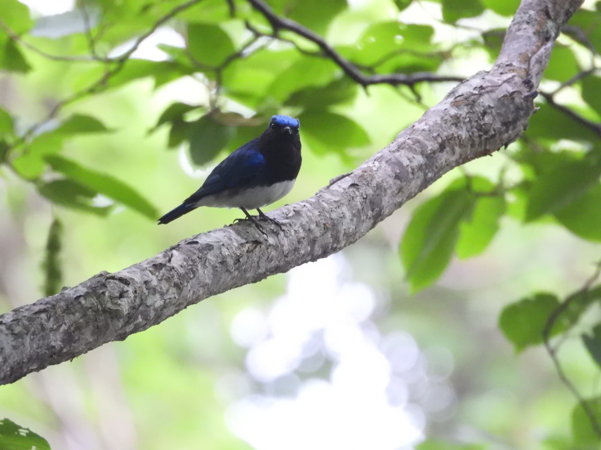 lejsek modrobílý - ML638394858