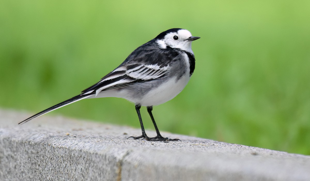 White Wagtail (British) - ML638394860
