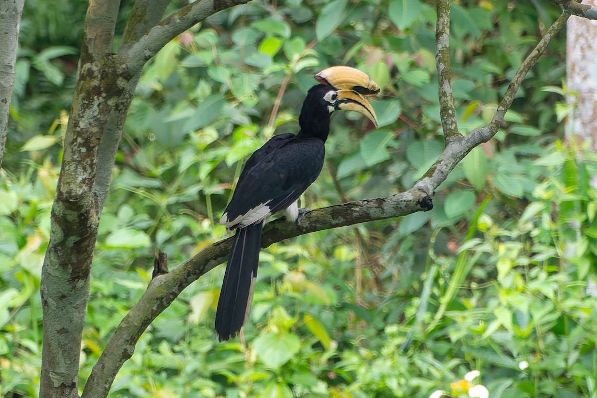 Orienthornvogel - ML638394885