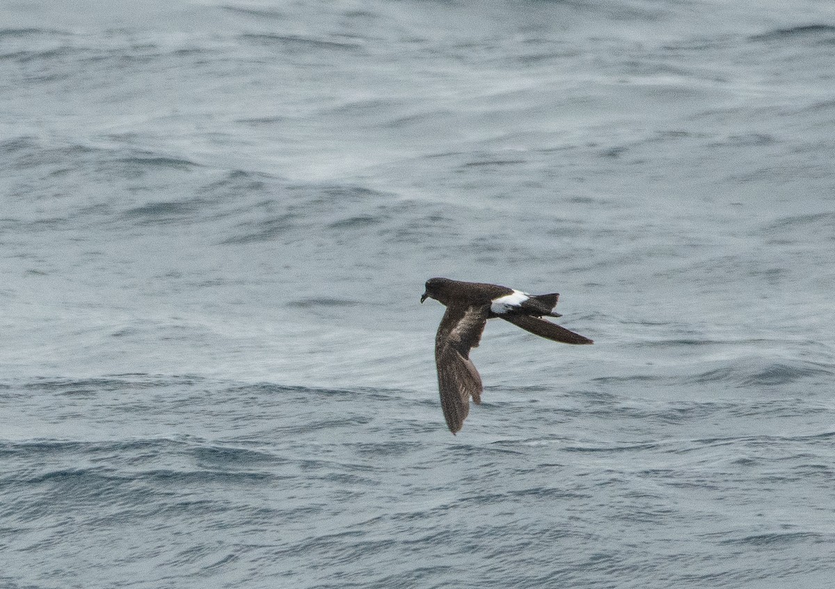 Wilson's Storm-Petrel - ML638394886