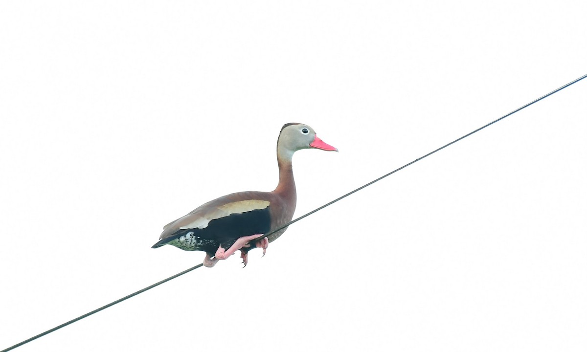 Black-bellied Whistling-Duck - ML638394893