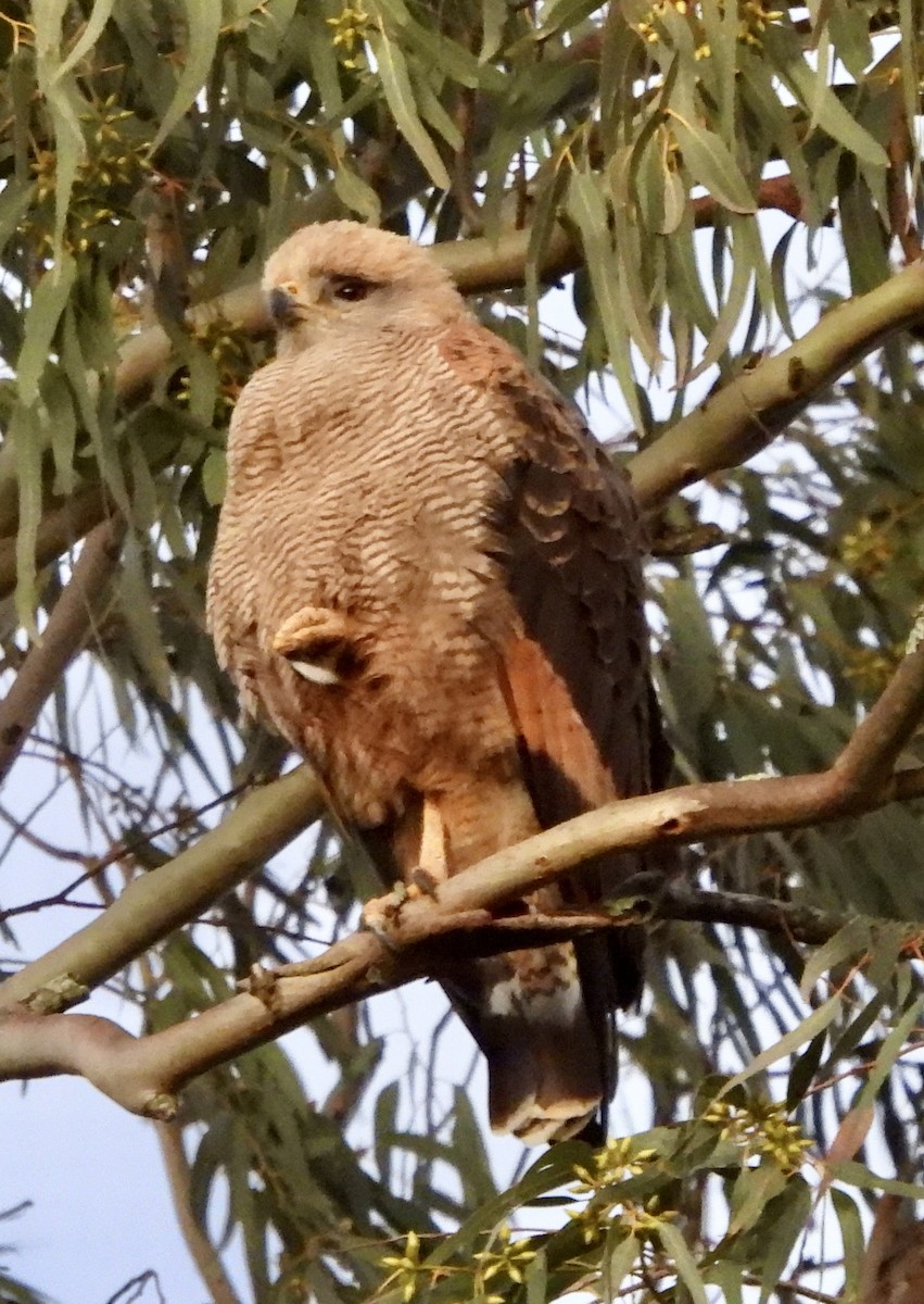 Savanna Hawk - ML638394894