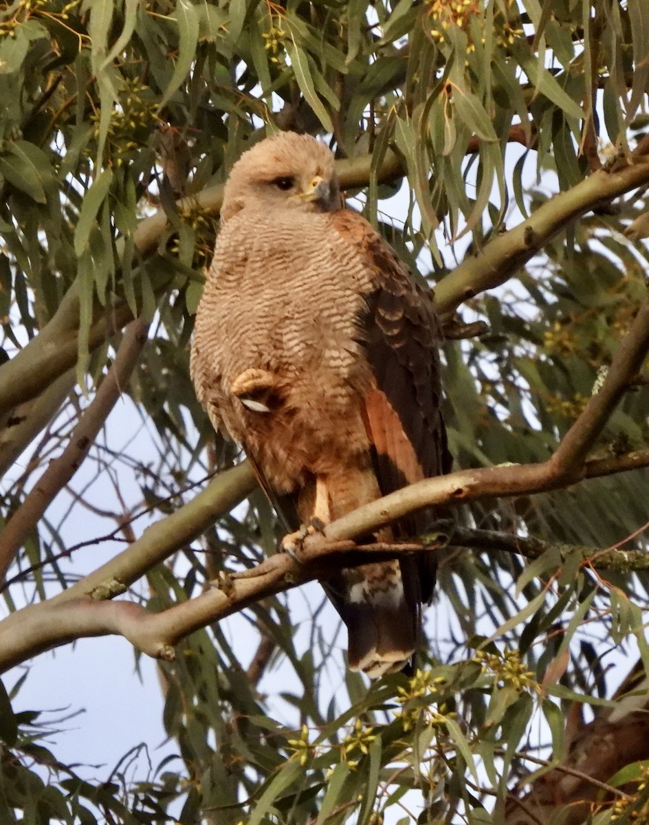 Savanna Hawk - ML638394895