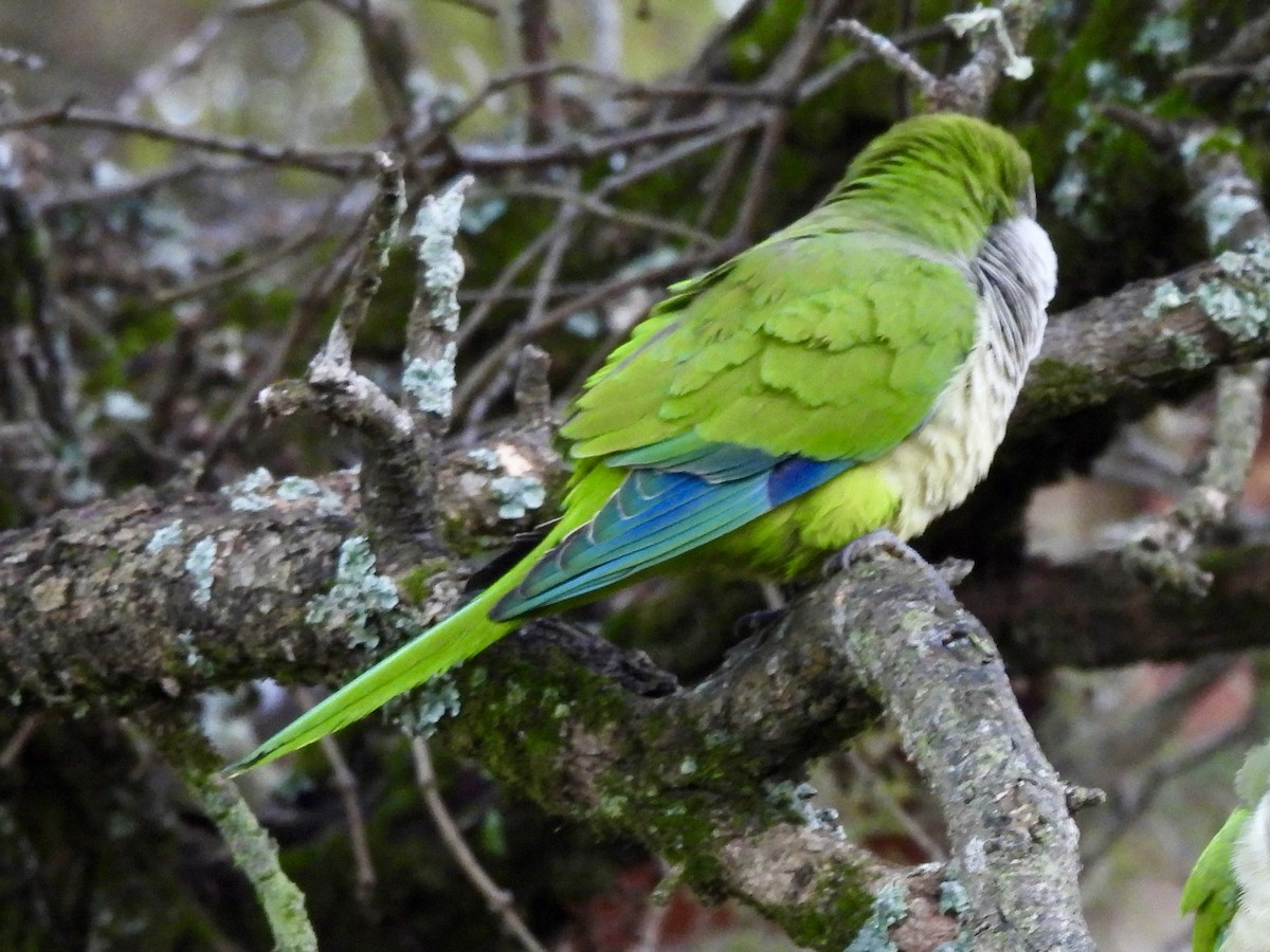 Monk Parakeet - ML638394897