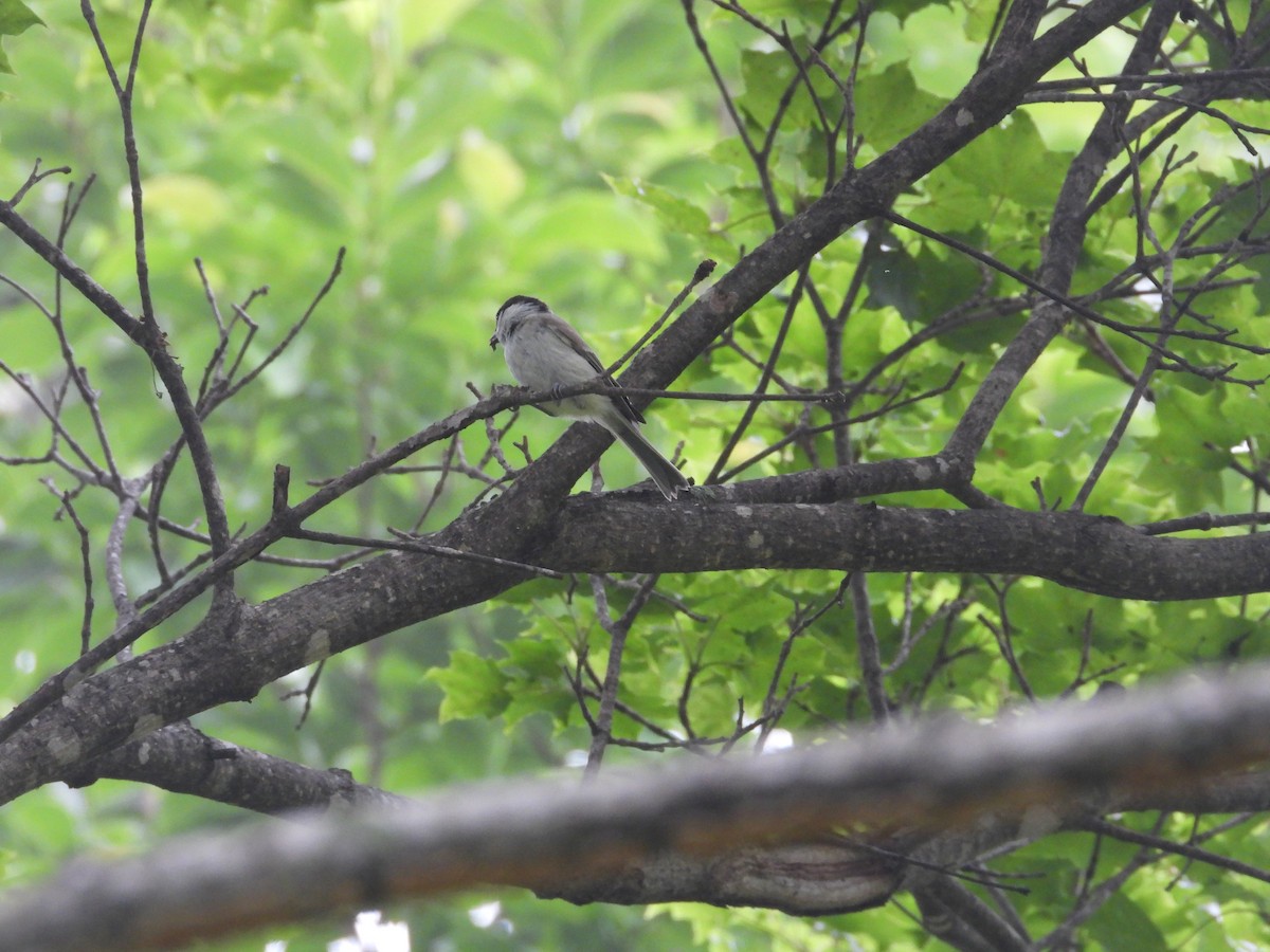 sýkora babka - ML638394901