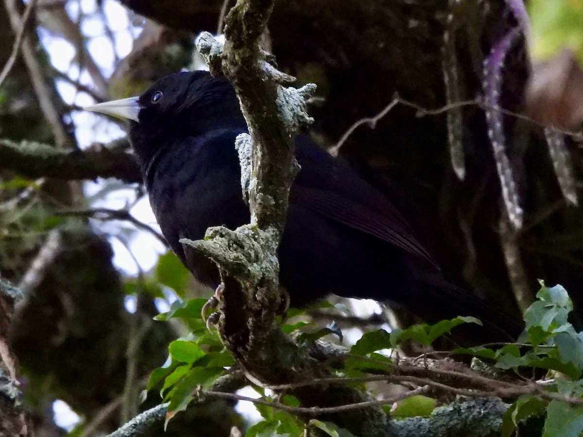 Solitary Black Cacique - ML638394904