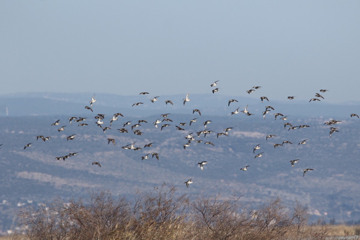 Çamurcun - ML638394917