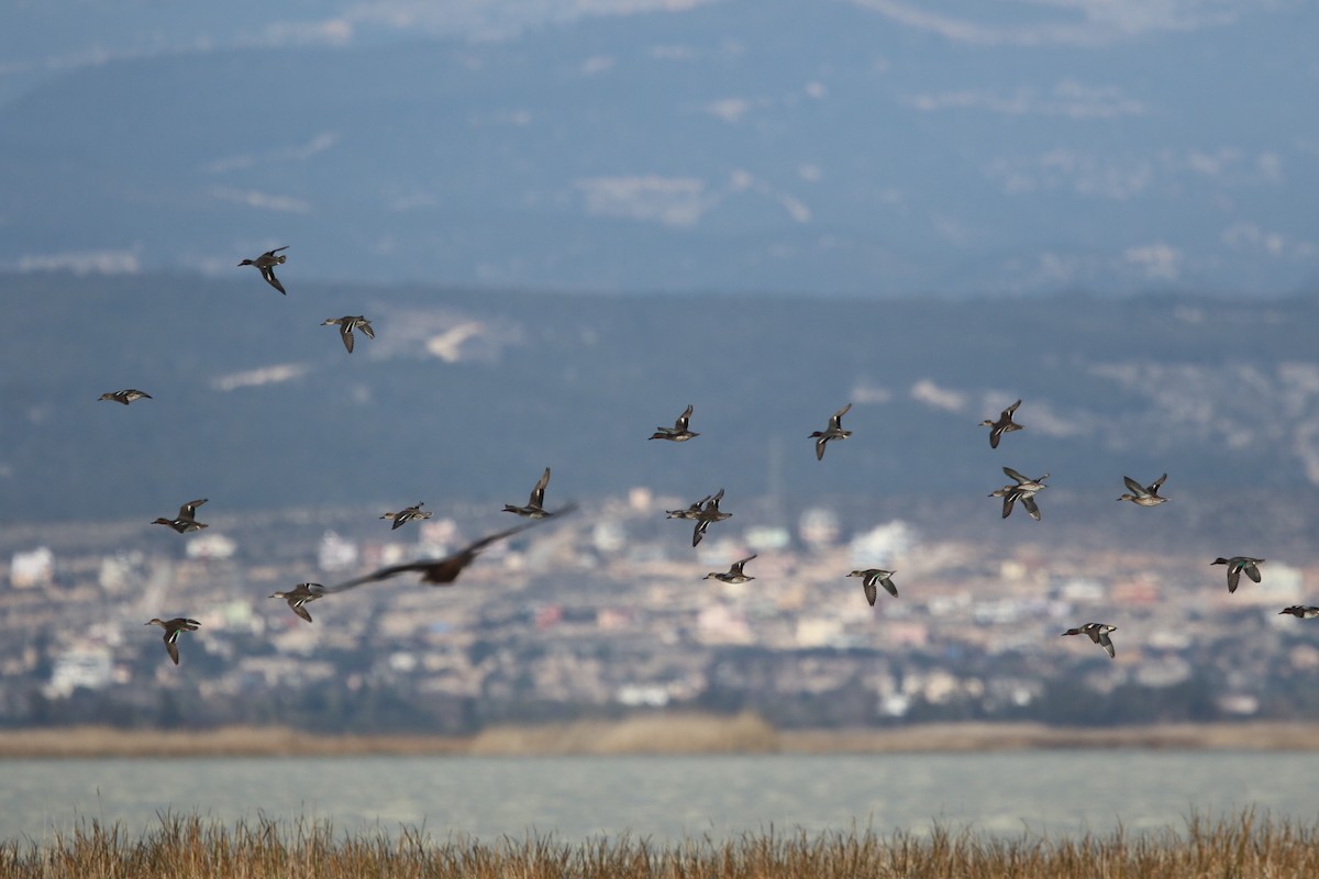 Çamurcun - ML638394918