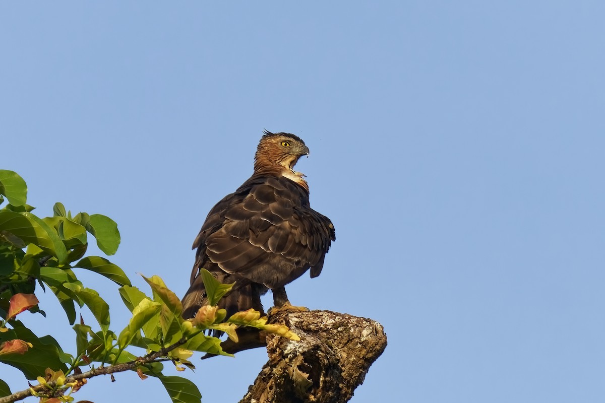 Dschungelhaubenadler - ML638394935