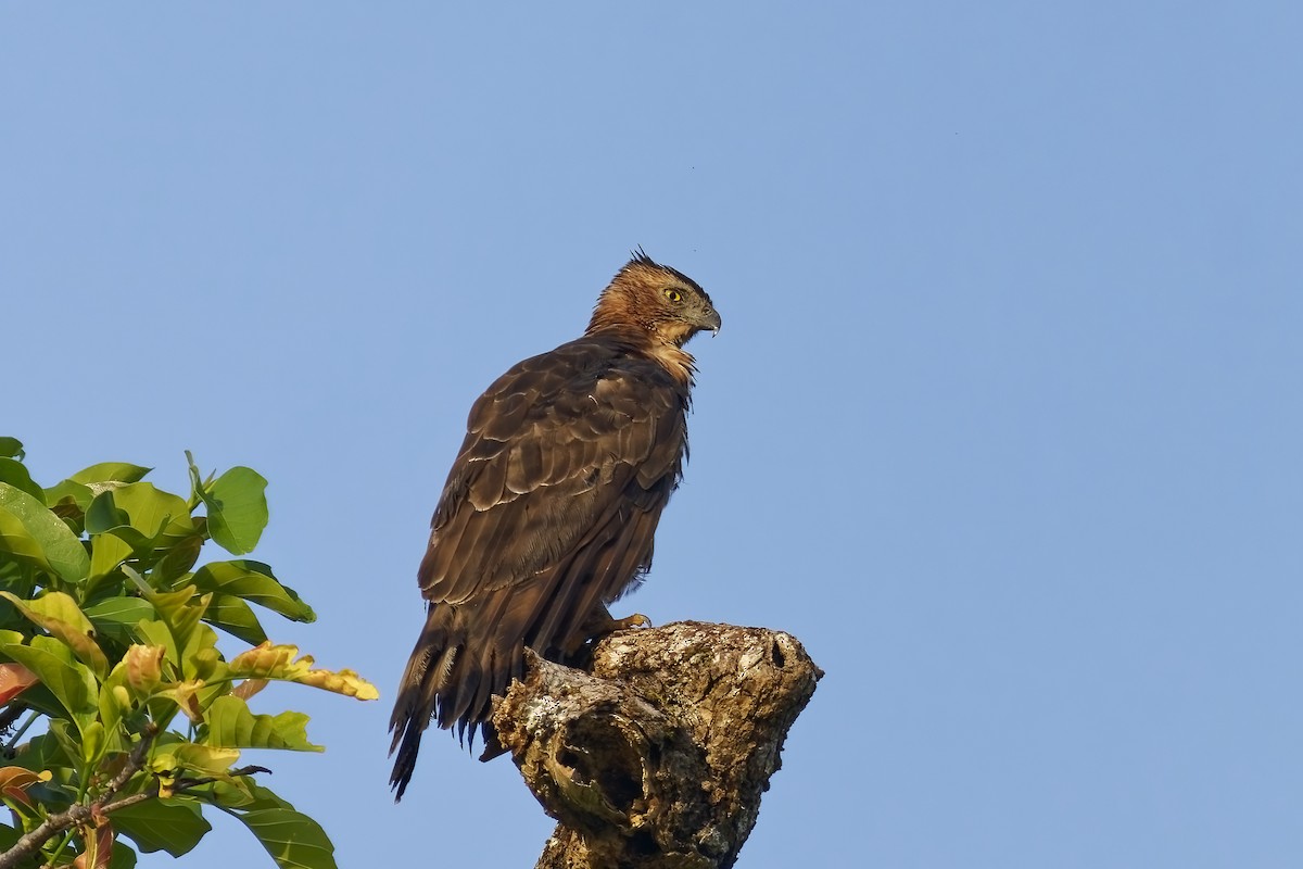 Dschungelhaubenadler - ML638394936
