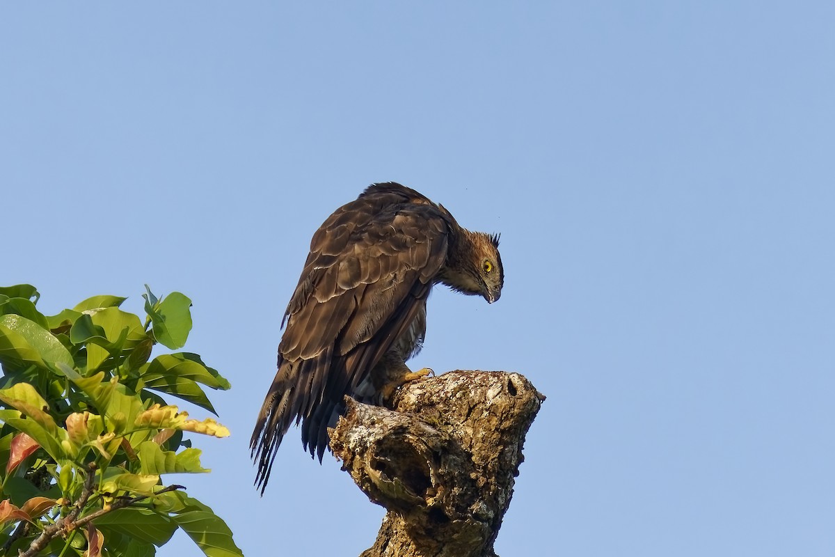 Dschungelhaubenadler - ML638394937