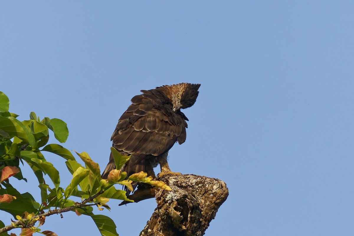 Dschungelhaubenadler - ML638394938