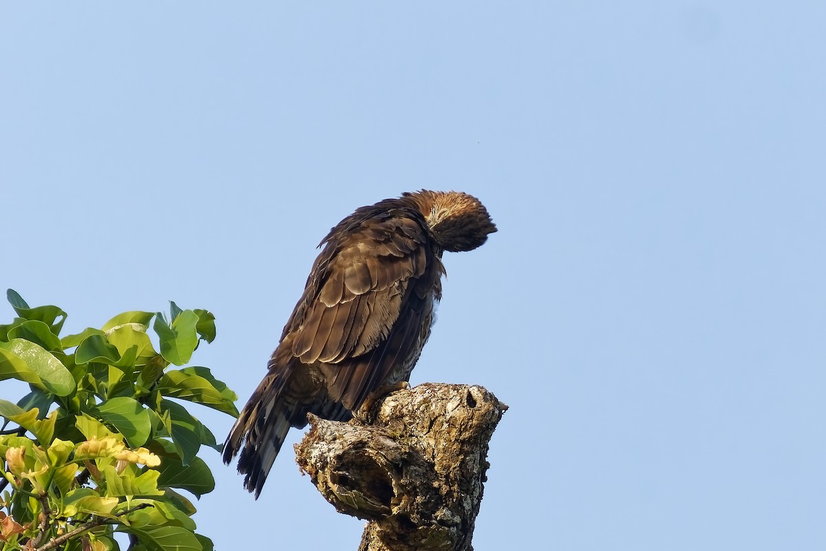 Dschungelhaubenadler - ML638394939