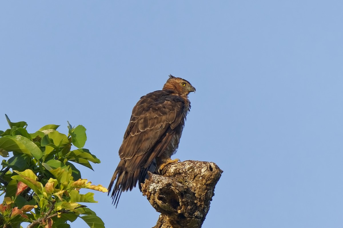 Dschungelhaubenadler - ML638394942