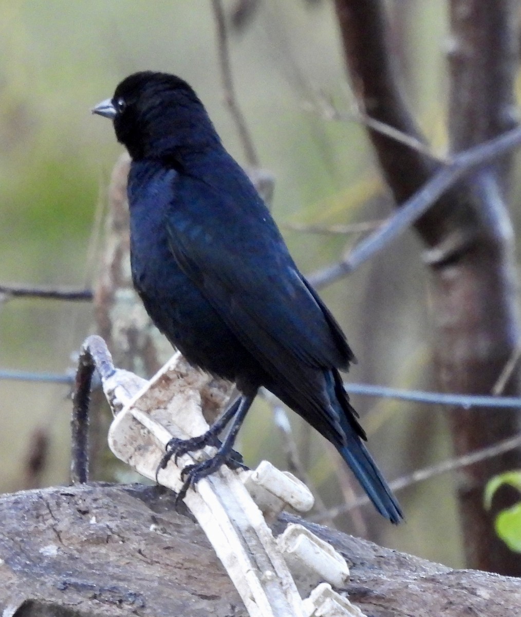 Screaming Cowbird - ML638394947