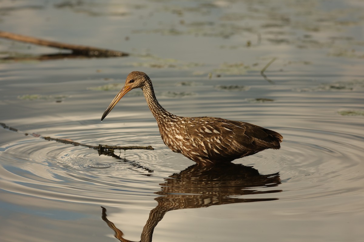 Limpkin - ML638394960