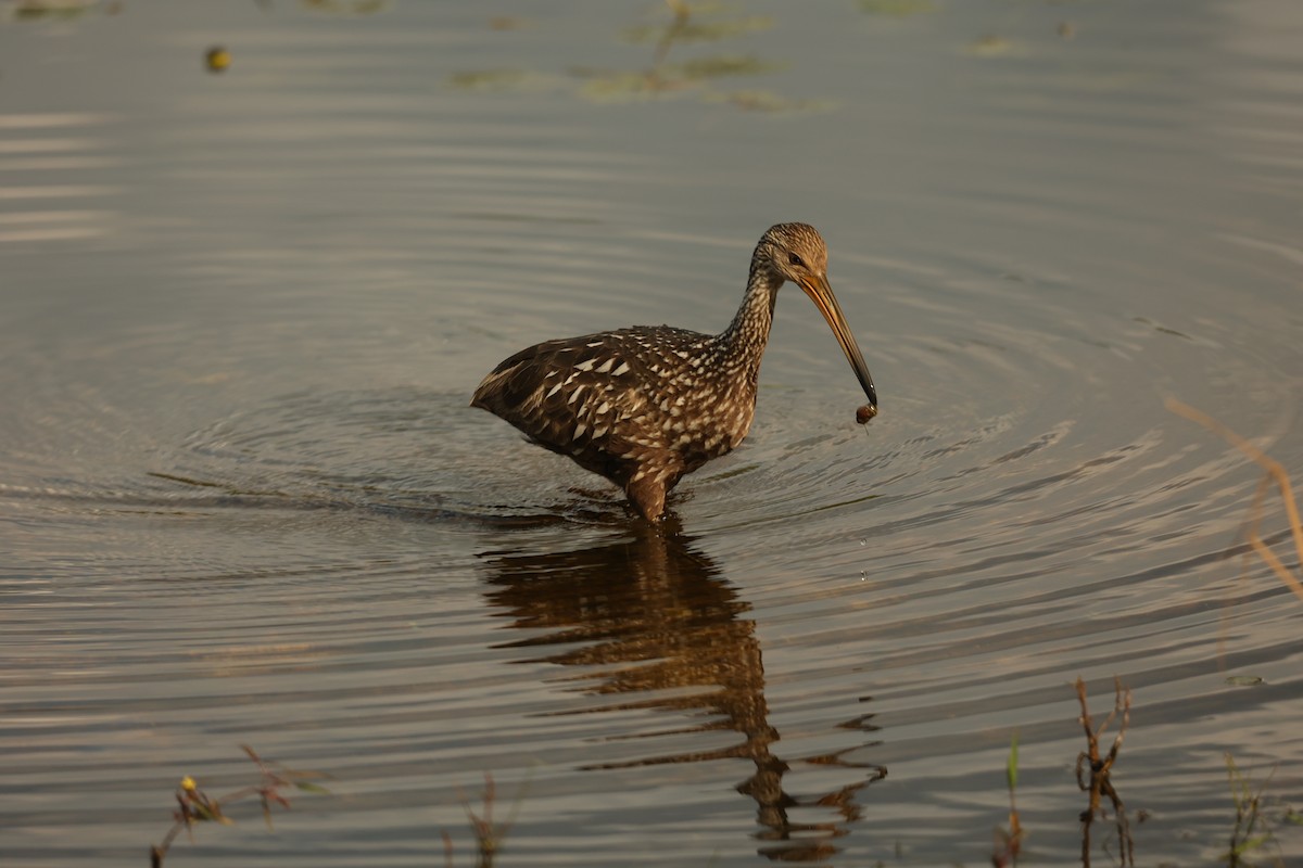 Limpkin - ML638394967