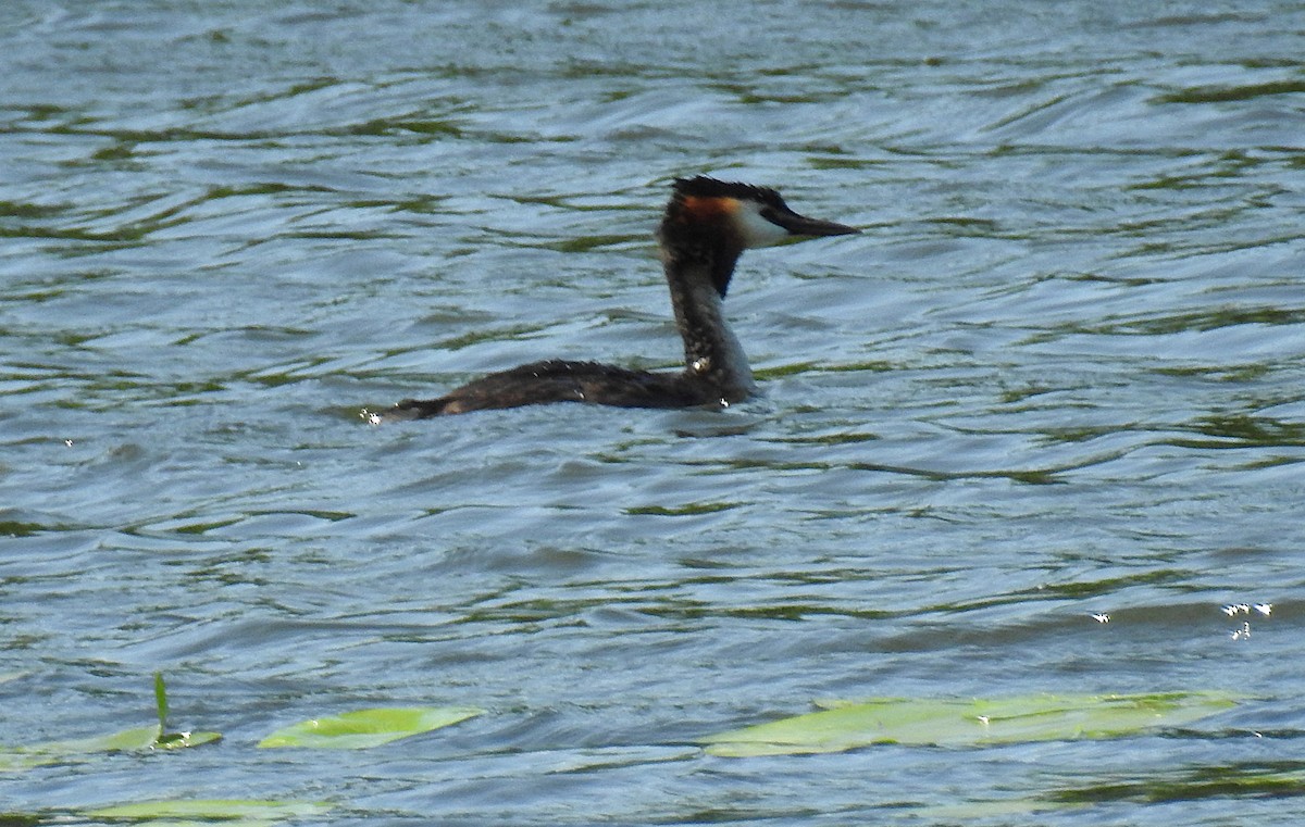 Great Crested Grebe - ML638394968