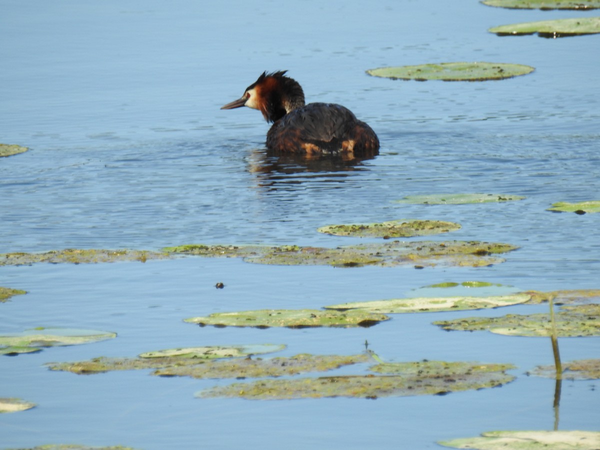 Great Crested Grebe - ML638394979