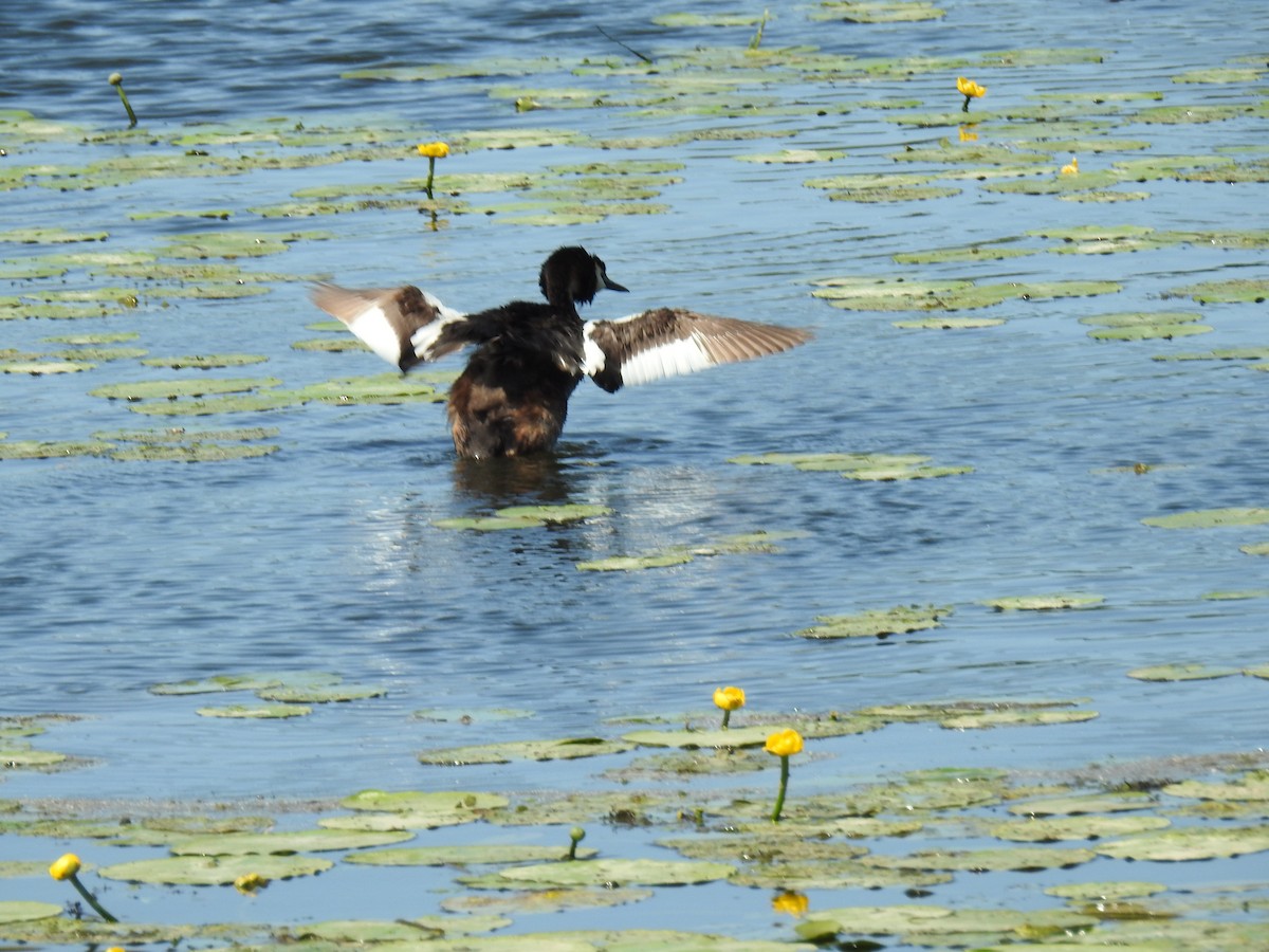 Great Crested Grebe - ML638394980